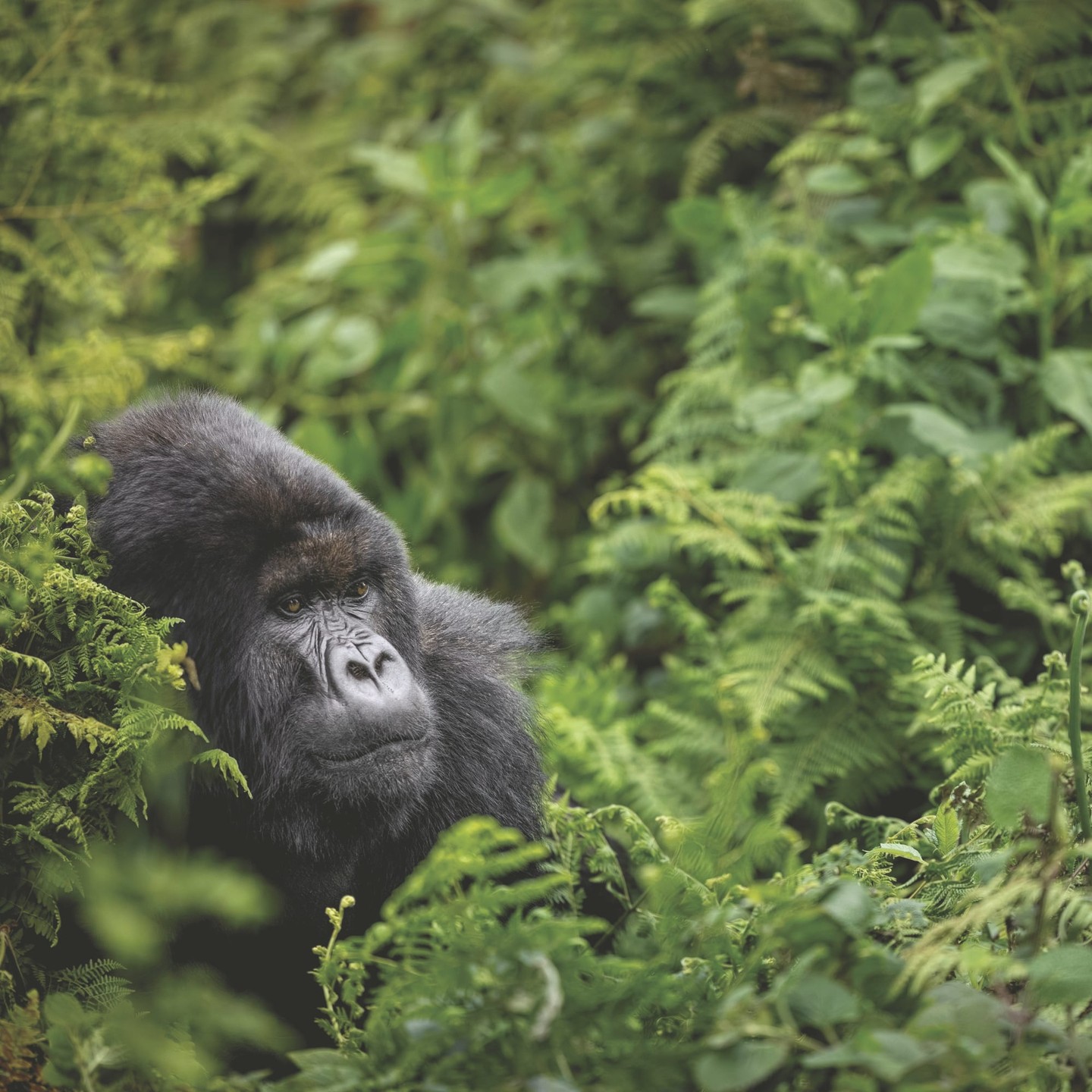 Rwanda has redefined what a safari can be. Mountain treks with gorillas, golden hour boat safaris, and landscapes revived by conservation make this one of Africa’s most compelling journeys. 🦍🌿
Reach out to start planning your safari journey:
(800) 526-1412
vacations@worldtravelservice.com
📷: Jen Judge
#VirtuosoTravel #SoVirtuoso