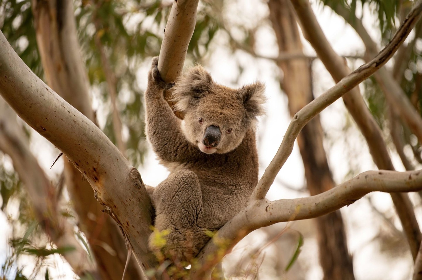 Everyone's a mate Down Under. Let's start planning your next Australian vacation.🐨 #seeaustralia @Australia
Image Credit: Tourism Australia
