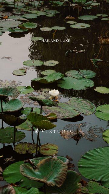 From Bangkok’s temples and markets to Chiang Mai’s elephants and rice paddies, then onward to the beaches of Koh Samui. Discover Thailand’s culture, cuisine, and landscapes together. 🇹🇭🏝️
Reach out and plan your escape today:
(800) 526-1412
vacations@worldtravelservice.com
#VirtuosoTravel