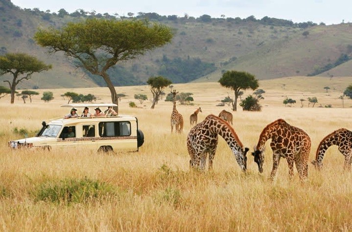 Safari’s Quiet Season Delivers a One-of-a-Kind Experience
https://worldtravelservice.com/2026/01/safari-quiet-season/