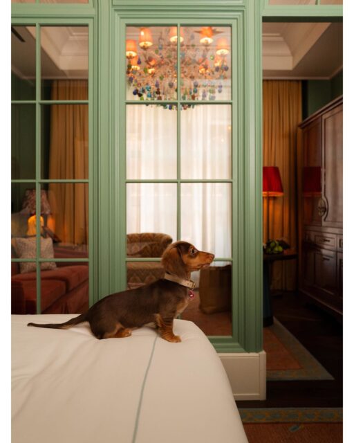 Designed for those who travel well, and those who travel with them. Let our Director of Pet Experiences, Bau, ensure every detail is considered, right down to the treats.