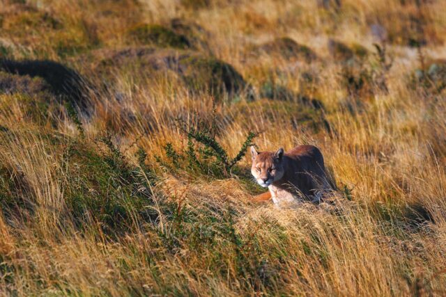 Set out and discover Chile on an immersive journey across the country. Venture into the wilderness of Southern Patagonia, explore the beauty of the Lake District, and ride on horseback through the Atacama Desert. 
From glacier-carved landscapes to star-filled skies, every step reveals a new facet of Chile’s wild soul.

Get in touch to plan your next South America adventure - vacations@worldtravelservice.com.

@andbeyondtravel @virtuosoltd

#SoVirtuoso #VirtuosoTravel #andBeyondTravel #seewhatliesbeyond #Chile