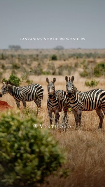 Experience Tanzania’s northern wonders on a journey that moves from elephant herds in Tarangire to tree-climbing lions in Lake Manyara, sunrise game drives in the Serengeti, and a full-day exploration of the Ngorongoro Crater’s natural amphitheater. 🦓🐘

Let's connect to plan your next adventure:
(800) 526-1412
vacations@worldtravelservice.com

#VirtuosoTravel