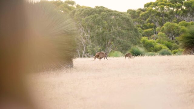 From rugged coastlines to fertile valleys, the southern states of Australia produce ingredients at their freshest and most flavorful. Seasonal produce, sustainable seafood, world-renowned wines, and artisanal products are celebrated at every stop on a journey through Western Australia, South Australia, and Tasmania, inviting exploration of both palate and landscape.
Who's ready to indulge in a trip to Australia?
We partner with the #MasterDesignersofLuxuryTravel at @Swain Destinations to customize #LuxuryWithHeart travel itineraries to fulfill your travel dreams.