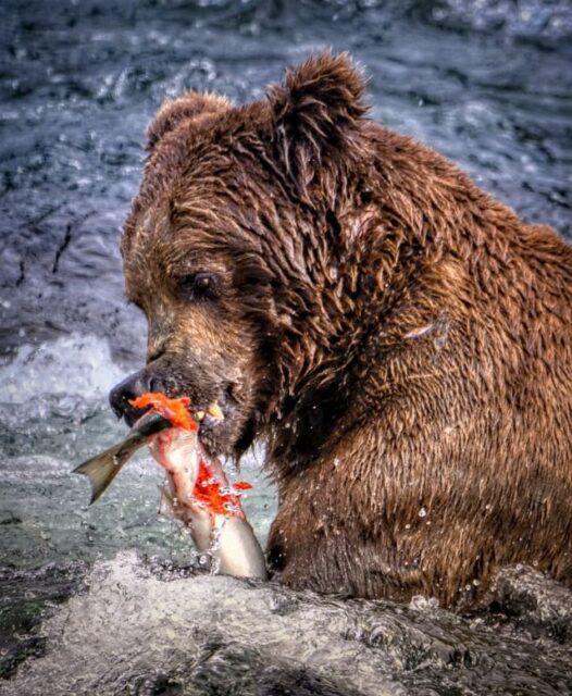 On an Alaska cruise, you’ll journey along the state’s stunning southeastern coastline, witnessing the beauty of glaciers-nature’s ever-changing and fragile masterpieces. But with a Celebrity Cruisetour, you’ll discover and explore so much more!
Combine a seven-night sailing with a multi-night land tour into Alaska’s magnificent inland destinations. Plus, you’ll be guided by passionate Alaskan Tour Directors eager to share their love for this breathtaking state.

Don’t miss out on this opportunity to explore Alaska like never before! 📞🌲
#alaska #booknow #celebritycruises
