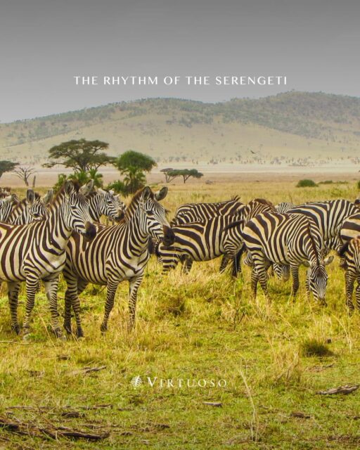 Sleep beneath the stars as the Great Migration moves past your tent, with a mobile camp designed to follow the rhythm of the Serengeti. 🦓🌍

Get in touch to start planning the journey of a lifetime:
(800) 526-1412
vacations@worldtravelservice.com

#VirtuosoTravel
