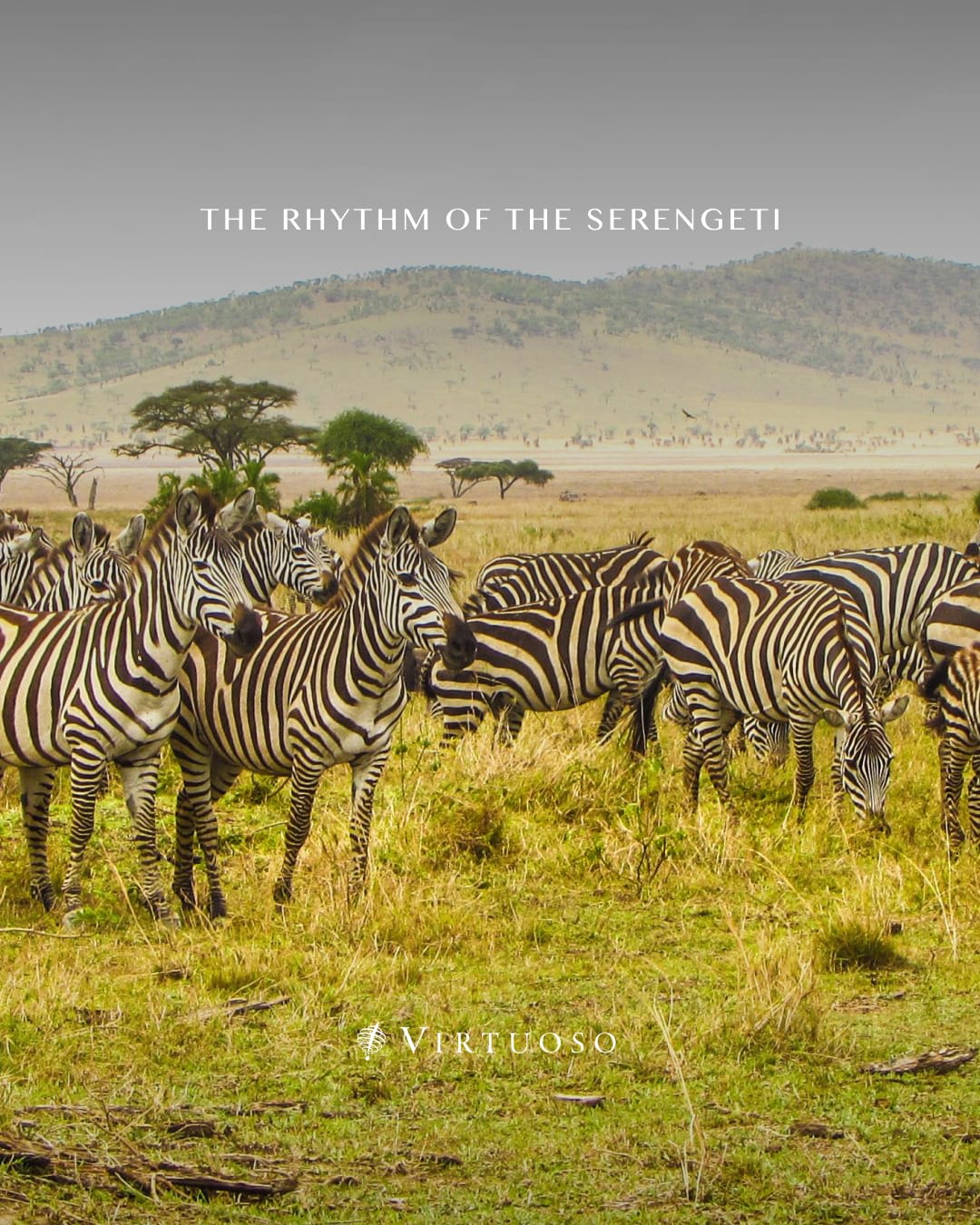 Sleep beneath the stars as the Great Migration moves past your tent, with a mobile camp designed to follow the rhythm of the Serengeti. 🦓🌍

Get in touch to start planning the journey of a lifetime:
(800) 526-1412
vacations@worldtravelservice.com

#VirtuosoTravel