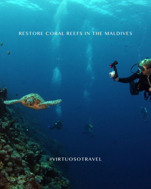 Conservation travel is transforming nature trips into hands-on experiences, where travelers can track wildlife, restore coral reefs, and contribute to real scientific research. 🪸 🐢
Reach out to create a journey that gives back to the places you visit:
(800) 526-1412
vacations@worldtravelservice.com
#VirtuosoTravel