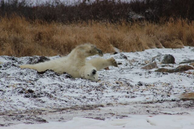 Did you know that the skin of polar bears is black? 🐻‍❄️

Experience the subarctic wilderness with Churchill’s unique polar bear viewing tours—dubbed the Polar Bear Capital of the World, this small town in northern Manitoba, Canada, offers the ultimate fall adventure.

The months of October and November are an ideal time to spot polar bears out on the tundra. Stay in remote luxury ecolodges and go on bear spotting walks and thrilling photo safaris, or land at a comfortable lodge in Churchill and venture into the wild on tundra vehicles.

On your way north, make a stop at one of the luxurious hotels in the province’s capital city, Winnipeg, and explore its many cultural gems, including:

🔹thought-provoking exhibits at the Canadian Museum for Human Rights
🔹nearly 5,000 Inuit stone-carved figurines at the Winnipeg Art Gallery-Qaumajuq
🔹memorable tours at the Royal Canadian Mint (don’t forget to pick up a precious souvenir🪙)

Ready to experience the Polar Bear Capital of the World? Contact me on (800) 526-1412 to start planning your Churchill adventure.

#ExploreCanada #ExploreMB #VirtuosoTravel #LuxuryTravel #Canada @travelmanitoba
