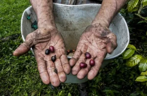 A Coffee Lover’s Travel Guide to Colombia