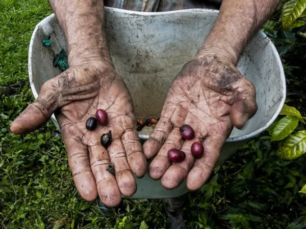 A Coffee Lover’s Travel Guide to Colombia